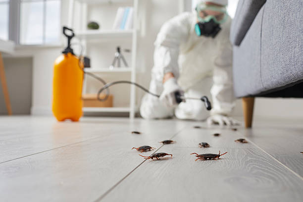 Post-Treatment Bed Bug Interceptor Monitoring in Flint Hill